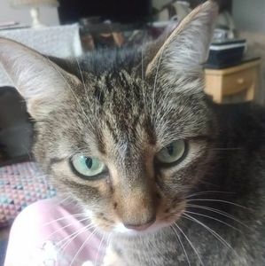 Meet your Posher, Sheila m.